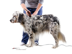 Pets Grooming Services image