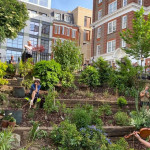 London Open Gardens 2024 picture
